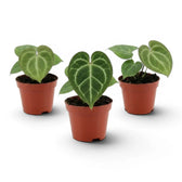 Anthurium clarinervium baby plant in a nursery pot.