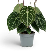 Anthurium clarinervium extra-large plant.