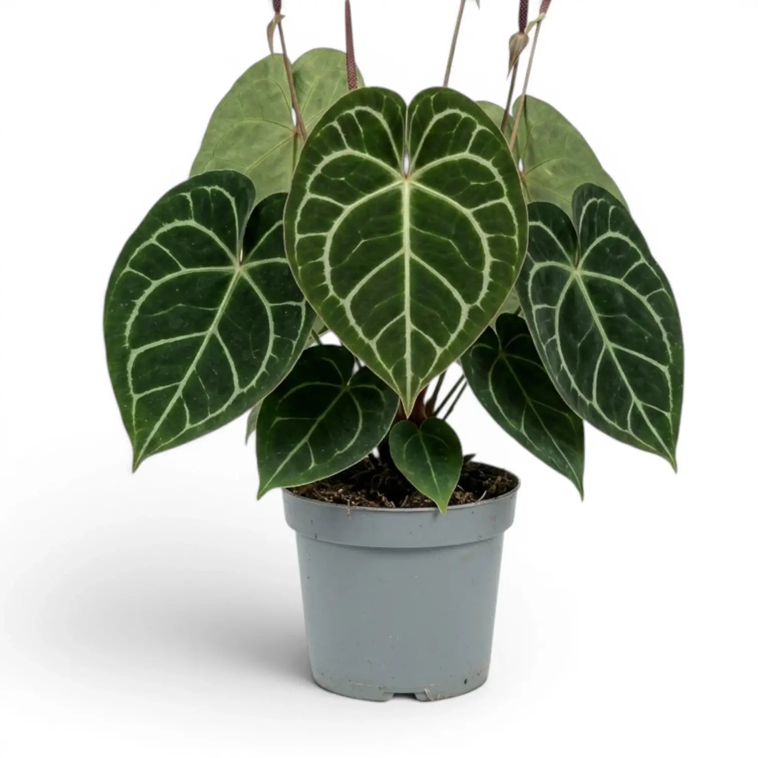Anthurium clarinervium extra-large plant.
