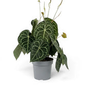 Anthurium clarinervium extra-large plant.