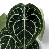 Close-up of Anthurium clarinervium leaves.