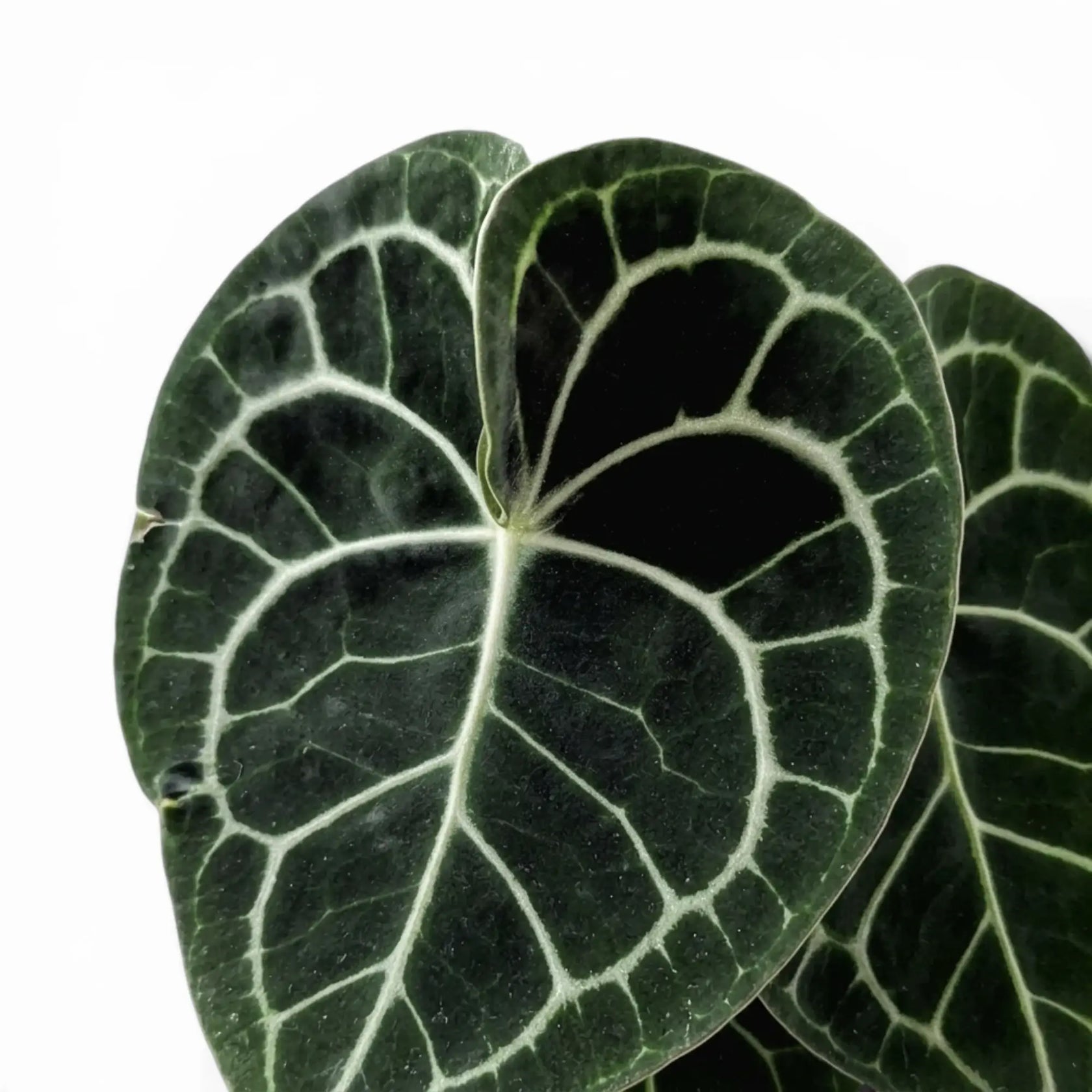 Close-up of Anthurium clarinervium leaves.