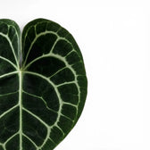 Close-up of Anthurium clarinervium leaves.
