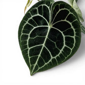 Close-up of Anthurium clarinervium leaves.