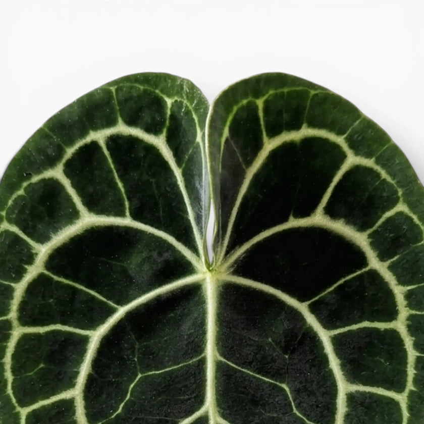 Blätter von Anthurium clarinervium in Nahaufnahme.