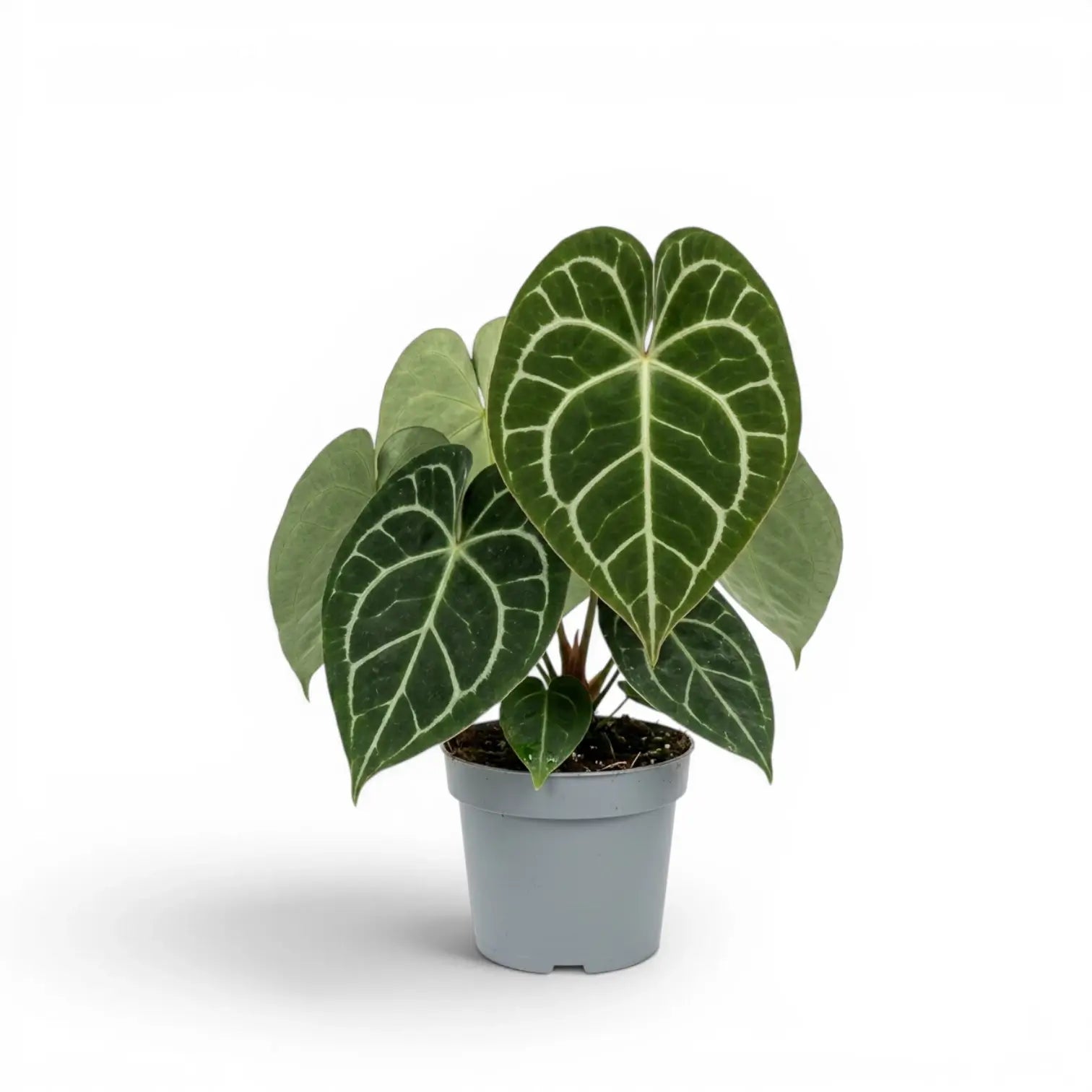 Anthurium clarinervium large plant.