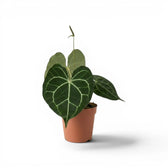 Anthurium clarinervium plant in a nursery pot.
