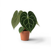Anthurium clarinervium plant in a nursery pot.