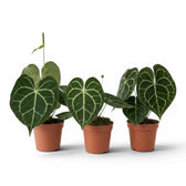 Anthurium clarinervium plant in a nursery pot.