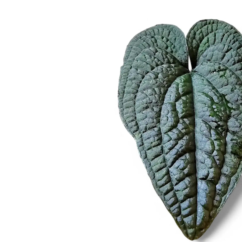 Anthurium clidemioides leaf detail on white background.