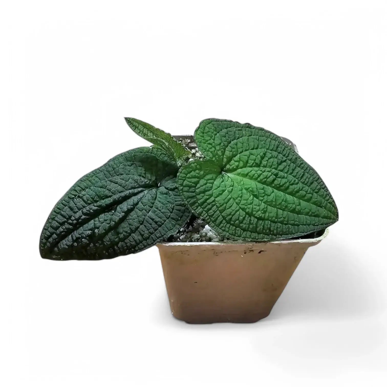Anthurium clidemioides potted plant in nursery pot on white background.