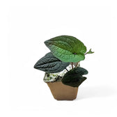 Anthurium clidemioides potted plant in nursery pot on white background.
