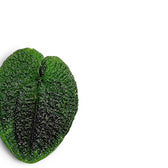 Anthurium clidemioides potted plant in nursery pot on white background.
