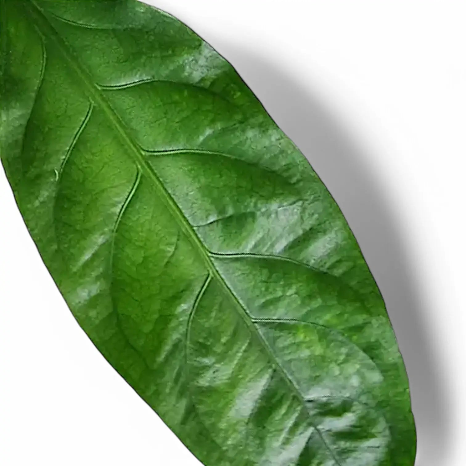 Nahaufnahme eines Blatts von Anthurium crassinervium 'Jungle Bush' vor weißem Hintergrund.