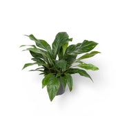 Anthurium crassinervium 'Jungle Bush' – Topfpflanze im Kulturtopf vor weißem Hintergrund, Produktfoto 2.