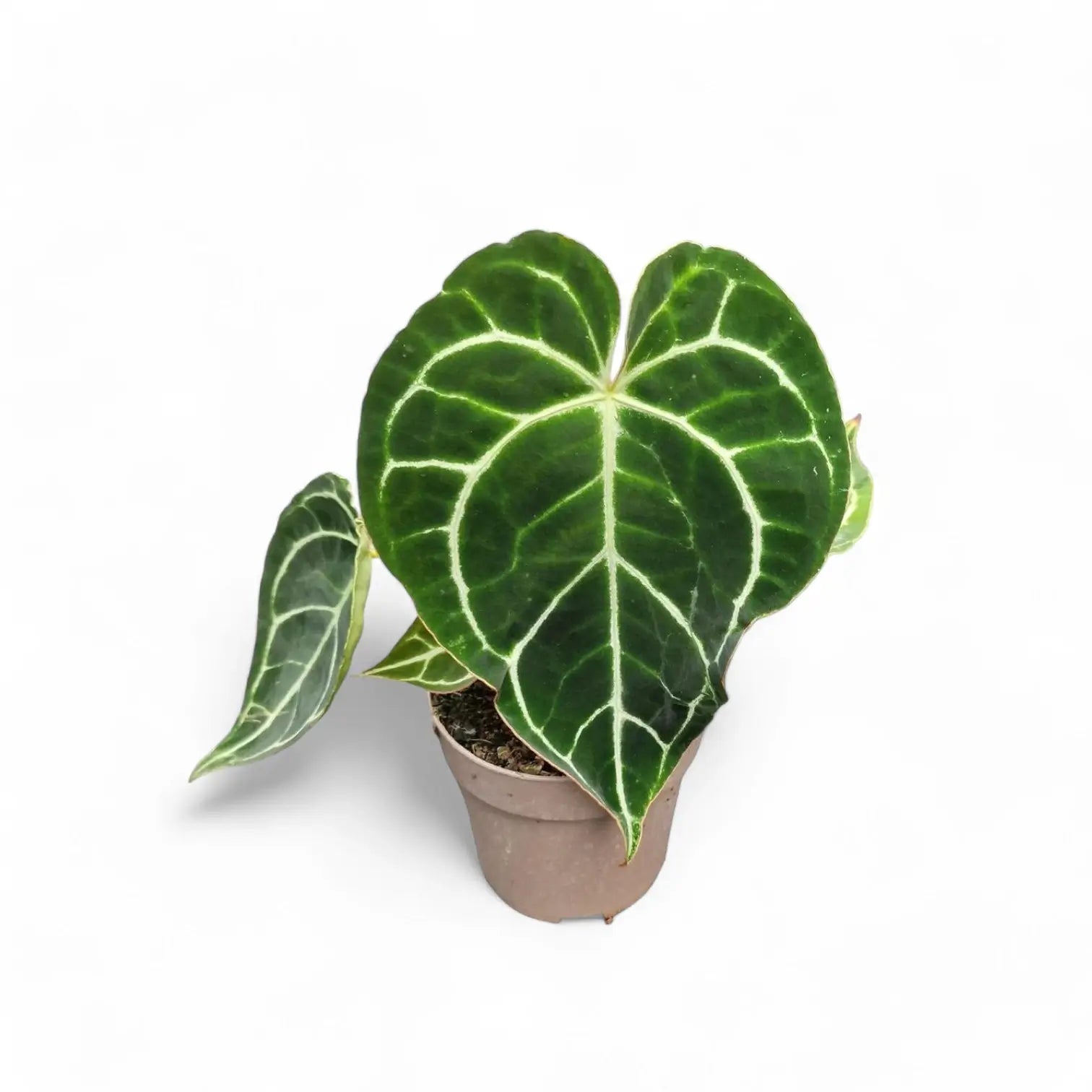 Anthurium crystallinum – Topfpflanze im Kulturtopf vor weißem Hintergrund, Produktfoto 12.