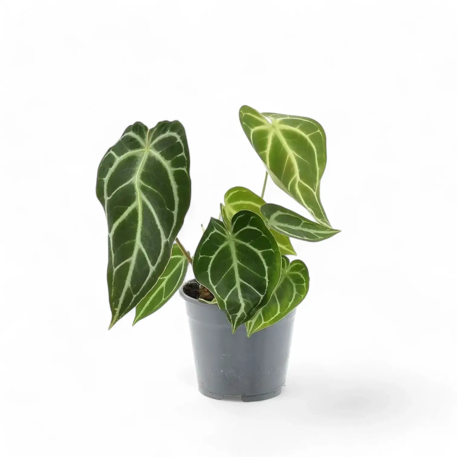 Anthurium crystallinum – Topfpflanze im Kulturtopf vor weißem Hintergrund, Produktfoto 13.