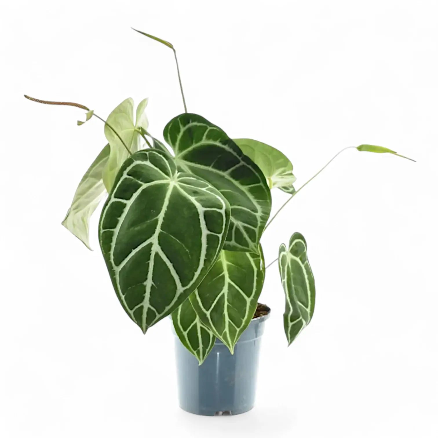 Anthurium crystallinum – Topfpflanze im Kulturtopf vor weißem Hintergrund, Produktfoto 14.