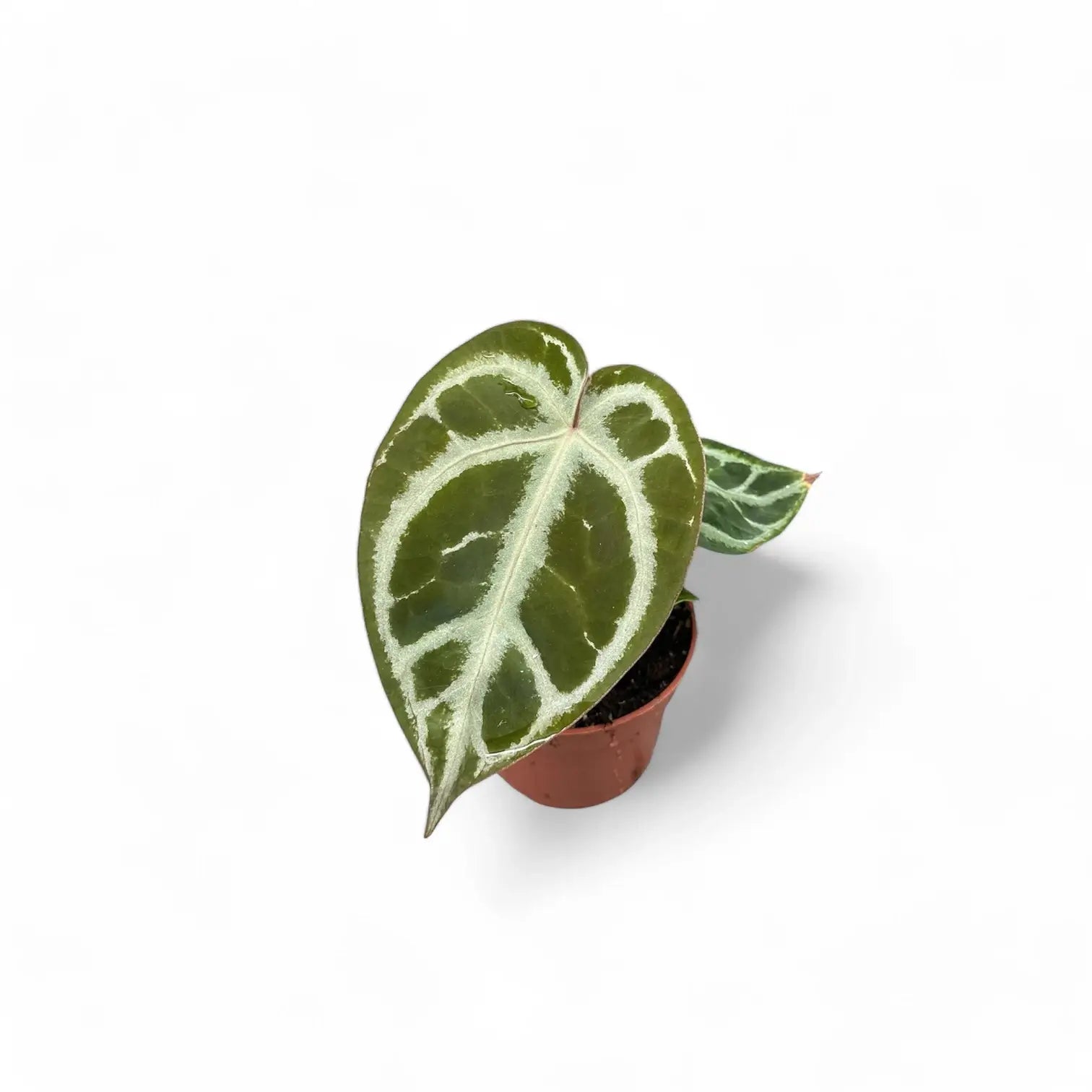Anthurium crystallinum potted plant in nursery pot on white background.