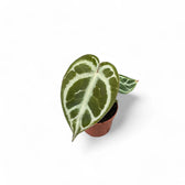 Anthurium crystallinum – Topfpflanze im Kulturtopf vor weißem Hintergrund, Produktfoto 4.