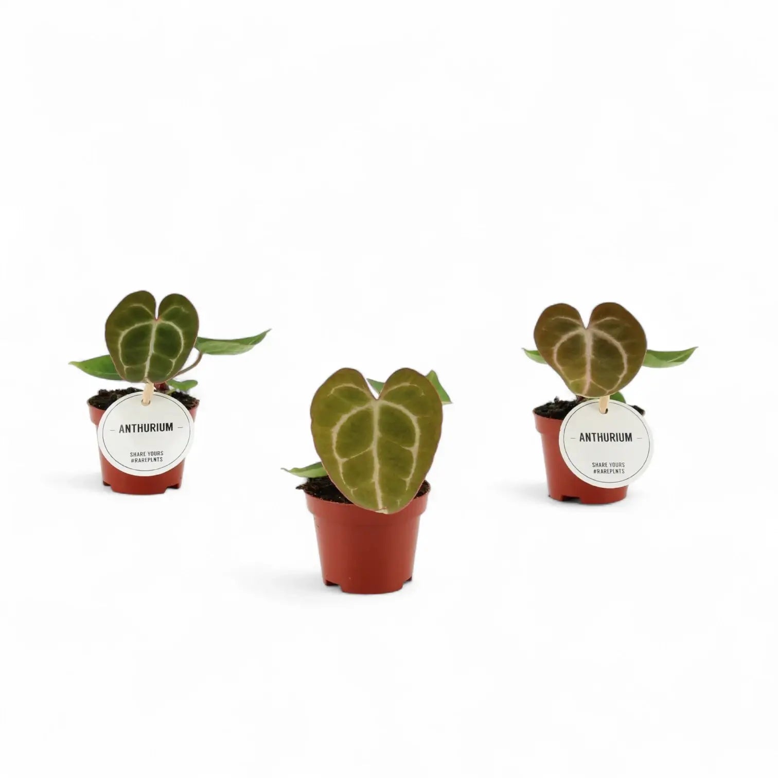 Anthurium crystallinum potted plant in nursery pot on white background.