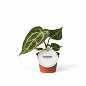 Anthurium crystallinum – Topfpflanze im Kulturtopf vor weißem Hintergrund, Produktfoto 6.