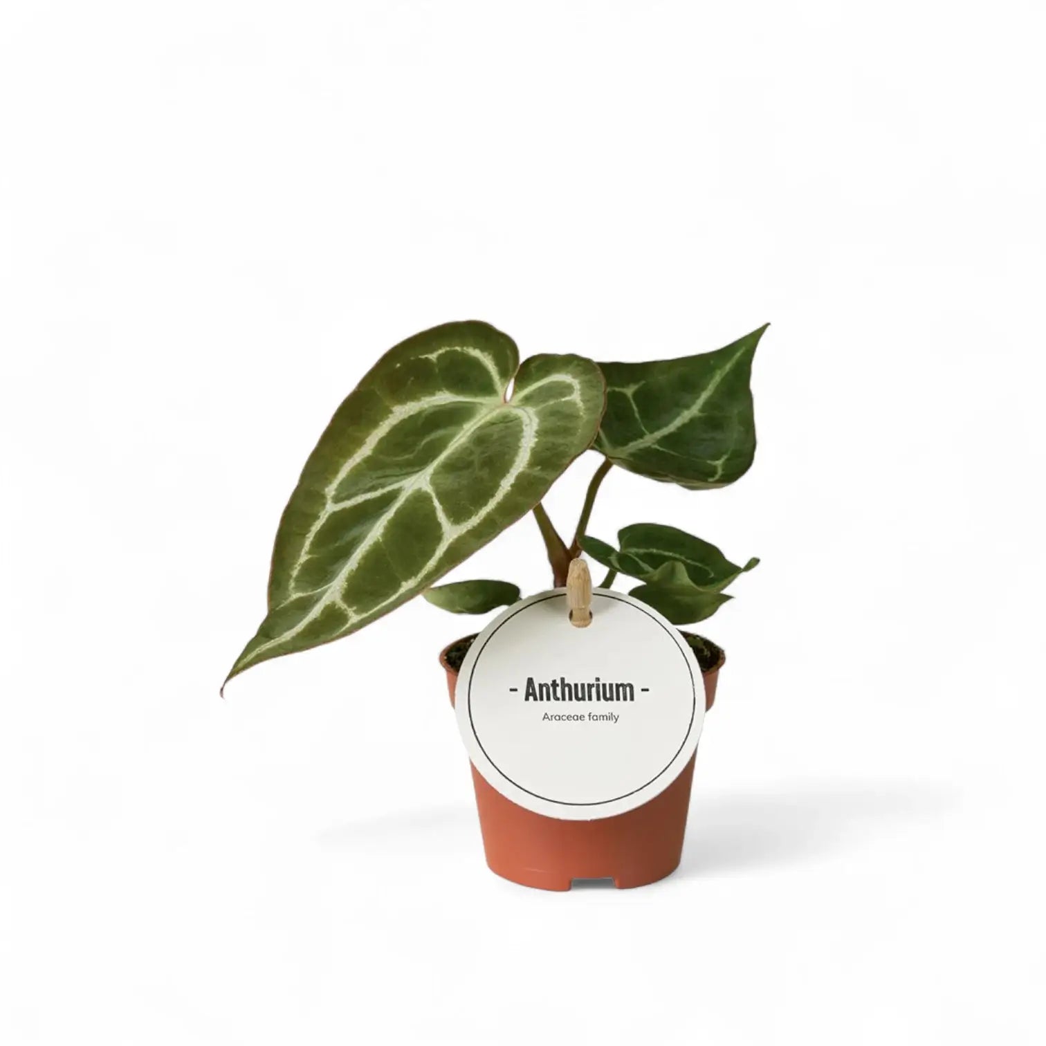 Anthurium crystallinum – Topfpflanze im Kulturtopf vor weißem Hintergrund, Produktfoto 6.