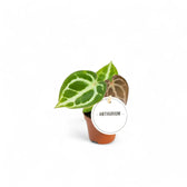 Anthurium crystallinum – Topfpflanze im Kulturtopf vor weißem Hintergrund, Produktfoto 8.