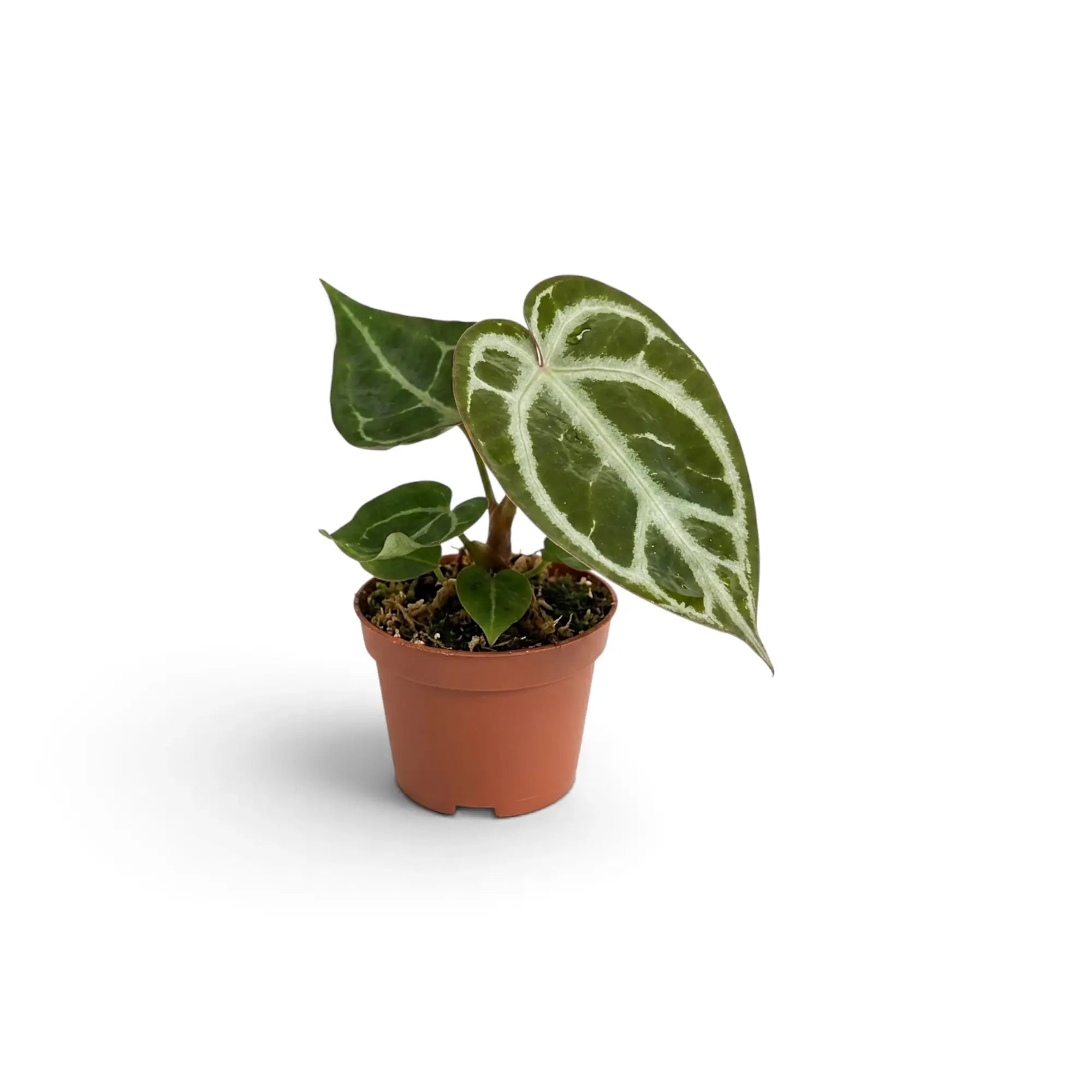 Baby Anthurium crystallinum with silver-veined velvet leaves in a terracotta pot