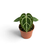 Front view of baby Anthurium crystallinum with a heart-shaped silver-veined leaf