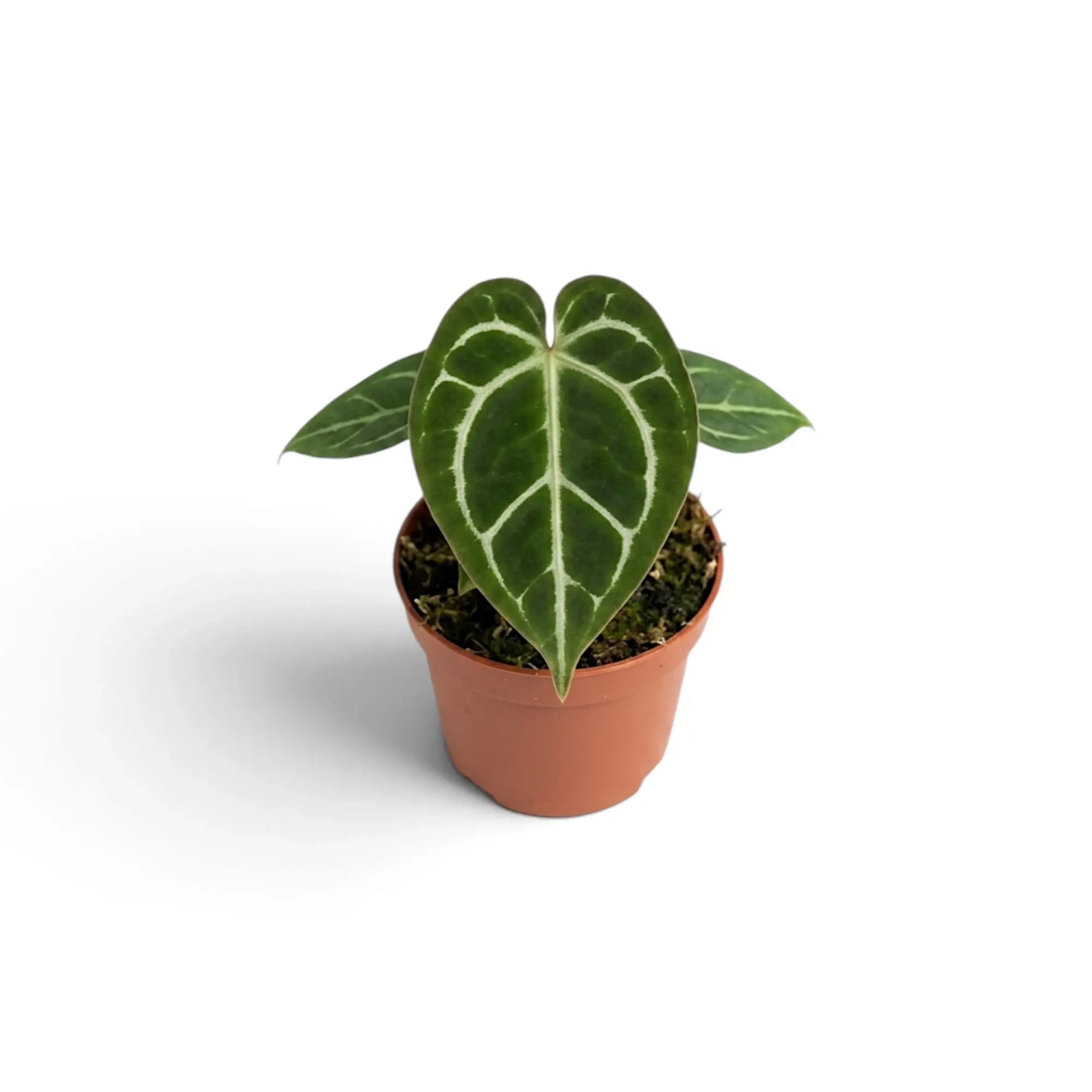 Front view of baby Anthurium crystallinum with a heart-shaped silver-veined leaf