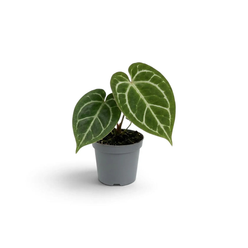 Anthurium crystallinum
