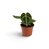 Compact baby Anthurium crystallinum with a heart-shaped velvet leaf