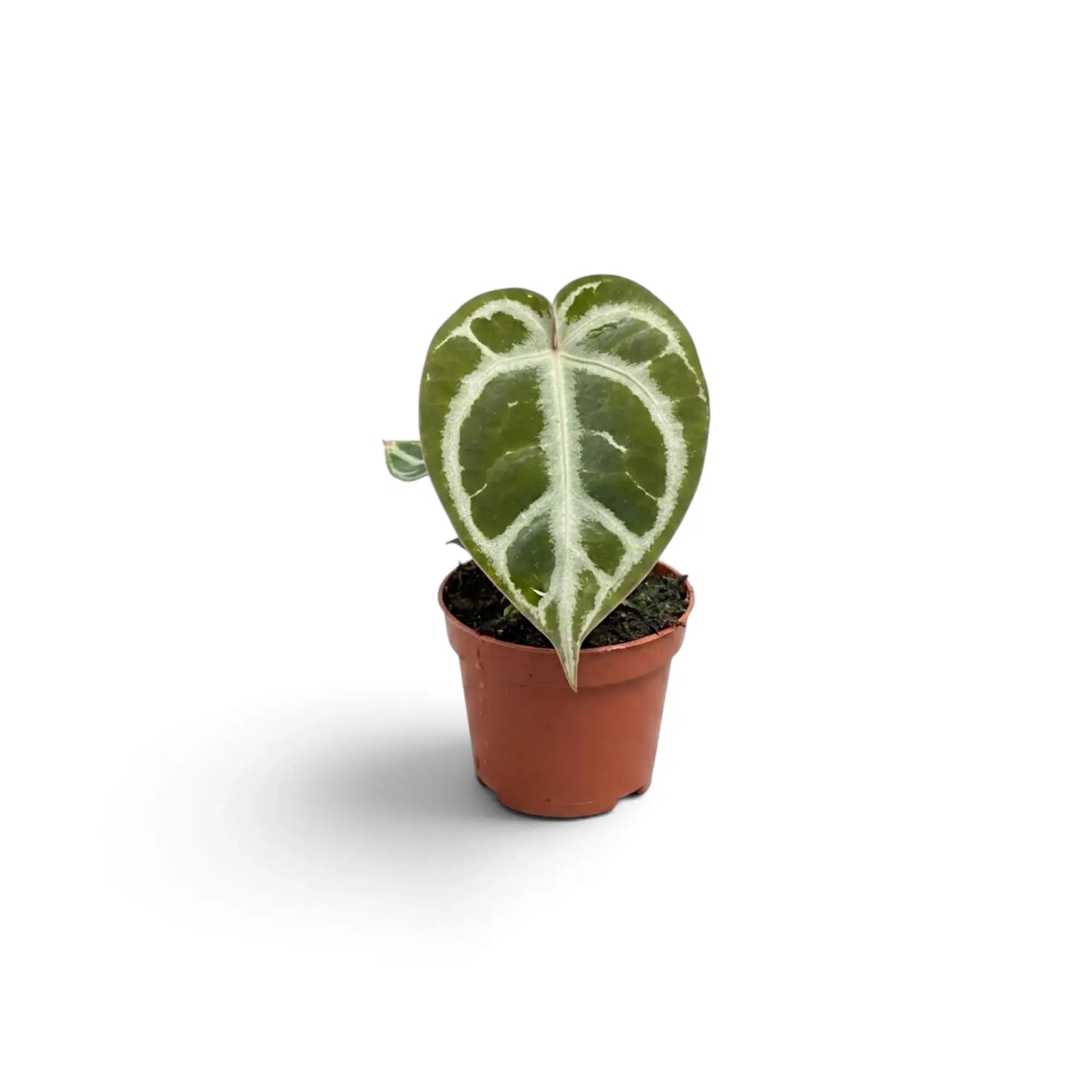 Baby Anthurium crystallinum with a broad silver-veined leaf, front view