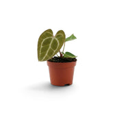 Side view of baby Anthurium crystallinum with a bronze-green juvenile leaf