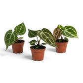 Three baby Anthurium crystallinum plants with velvet foliage
