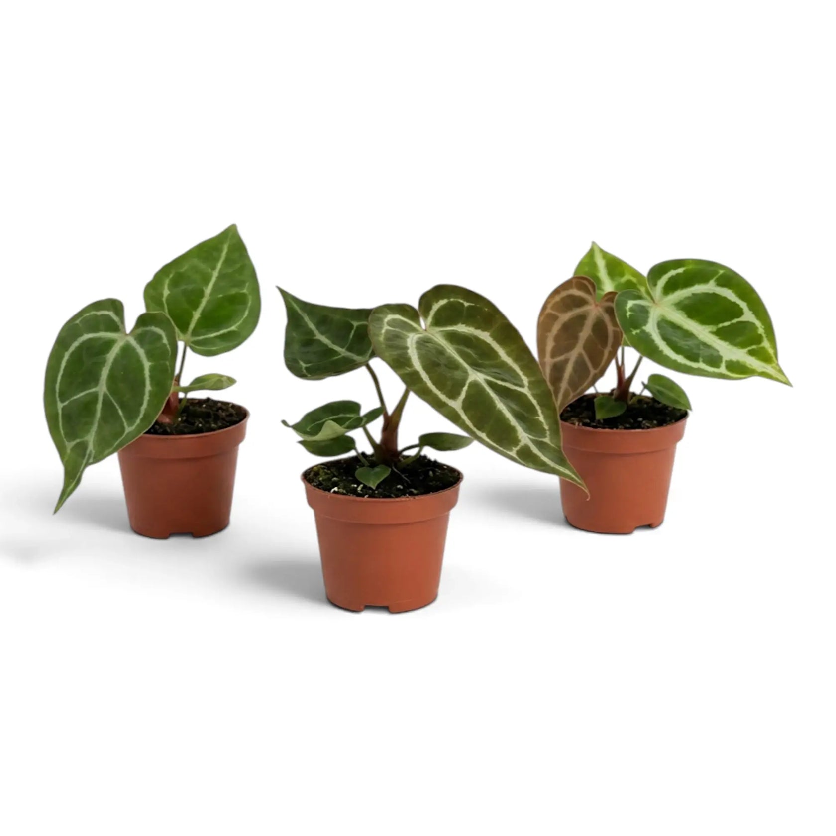 Three baby Anthurium crystallinum plants with velvet foliage