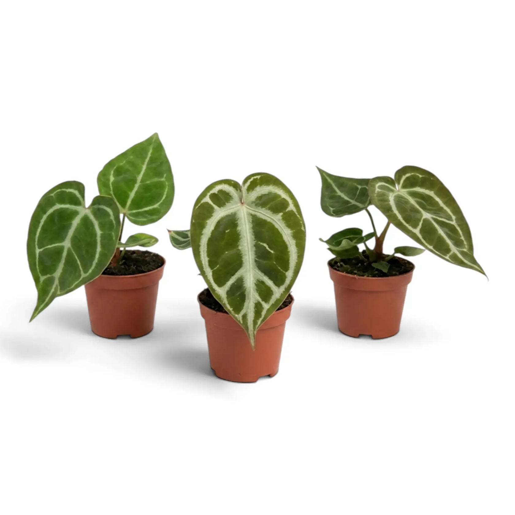 Three baby Anthurium crystallinum plants showing varied leaf shapes
