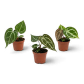 Line-up of three baby Anthurium crystallinum plants in terracotta pots