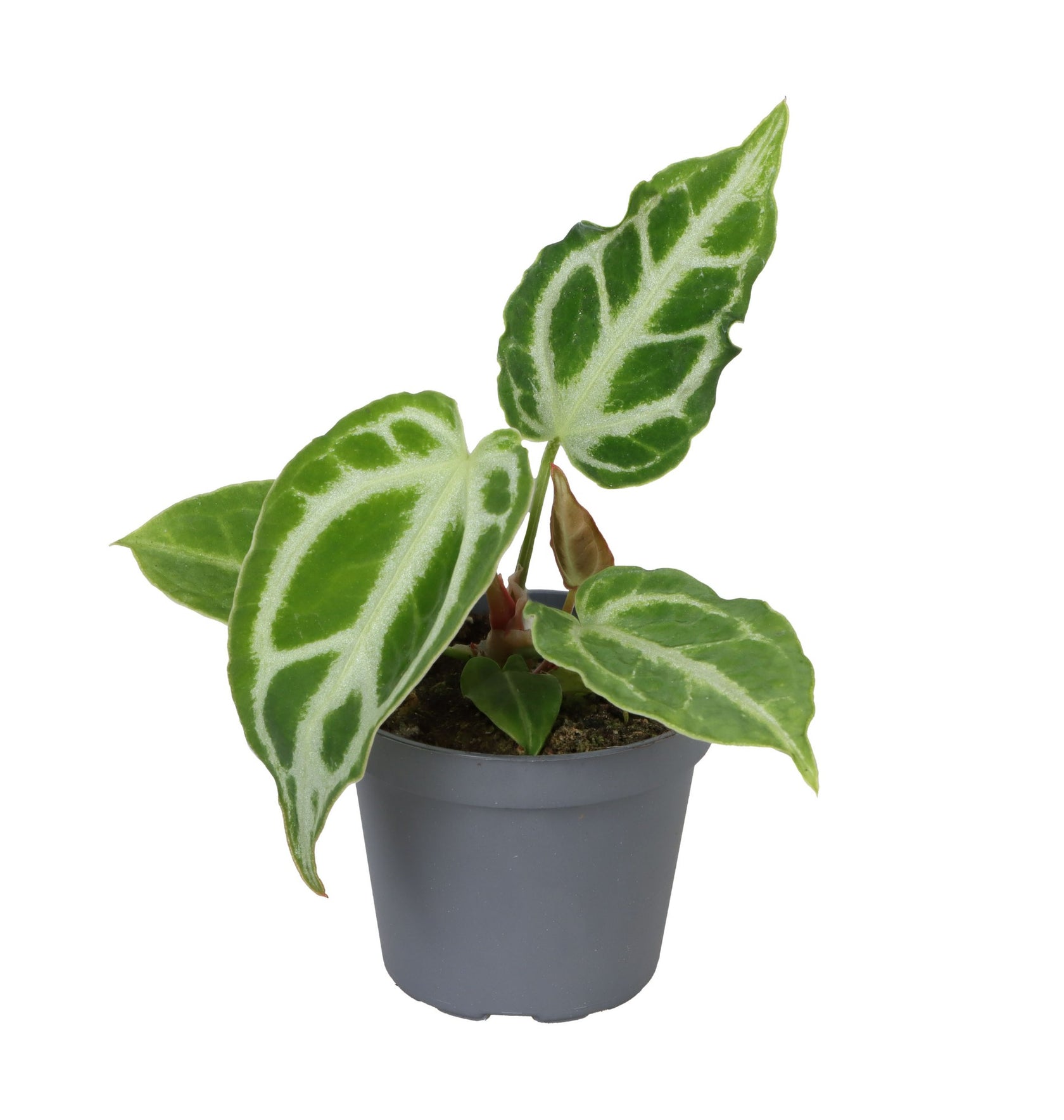 Anthurium crystallinum 'Crystal Hope' Zimmerpflanze im Anzuchttopf vor weißem Hintergrund, Produktfoto 2.
