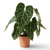 Extra-large Anthurium crystallinum with many dark velvet leaves in a terracotta pot