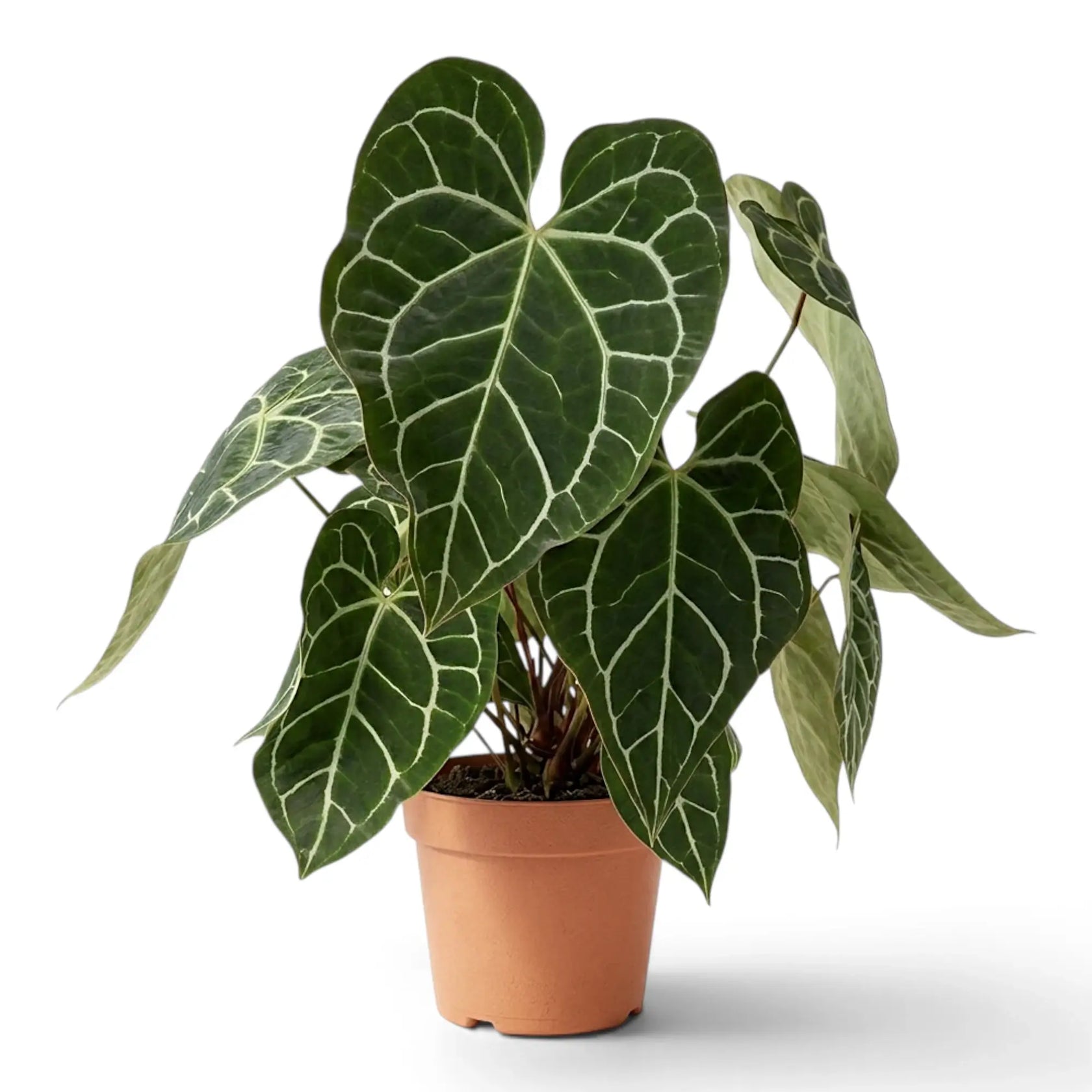 Extra-large Anthurium crystallinum with many dark velvet leaves in a terracotta pot