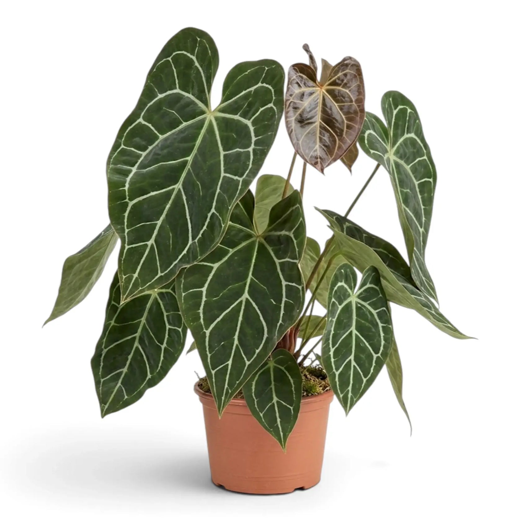 Full extra-large Anthurium crystallinum with silver-veined leaves and bronze new growth