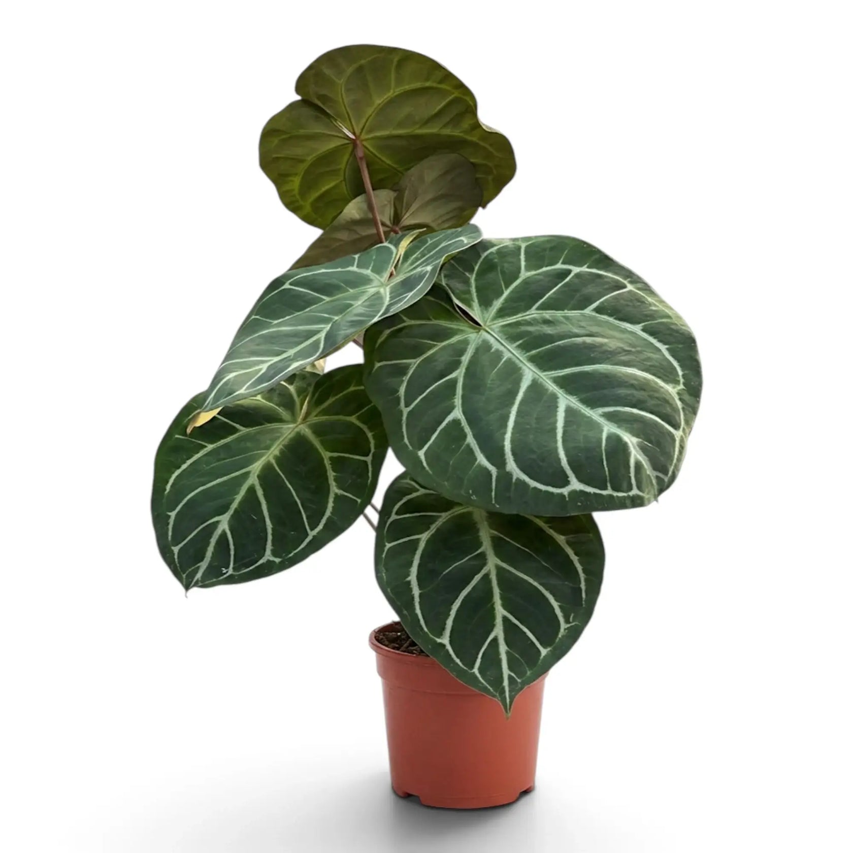 Extra-large Anthurium crystallinum with heart-shaped silver-veined leaves in a terracotta pot