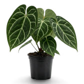 Wide extra-large Anthurium crystallinum with silver-veined foliage in a black nursery pot