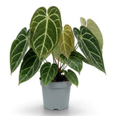 Extra-large Anthurium crystallinum with a bronze new leaf in a grey nursery pot