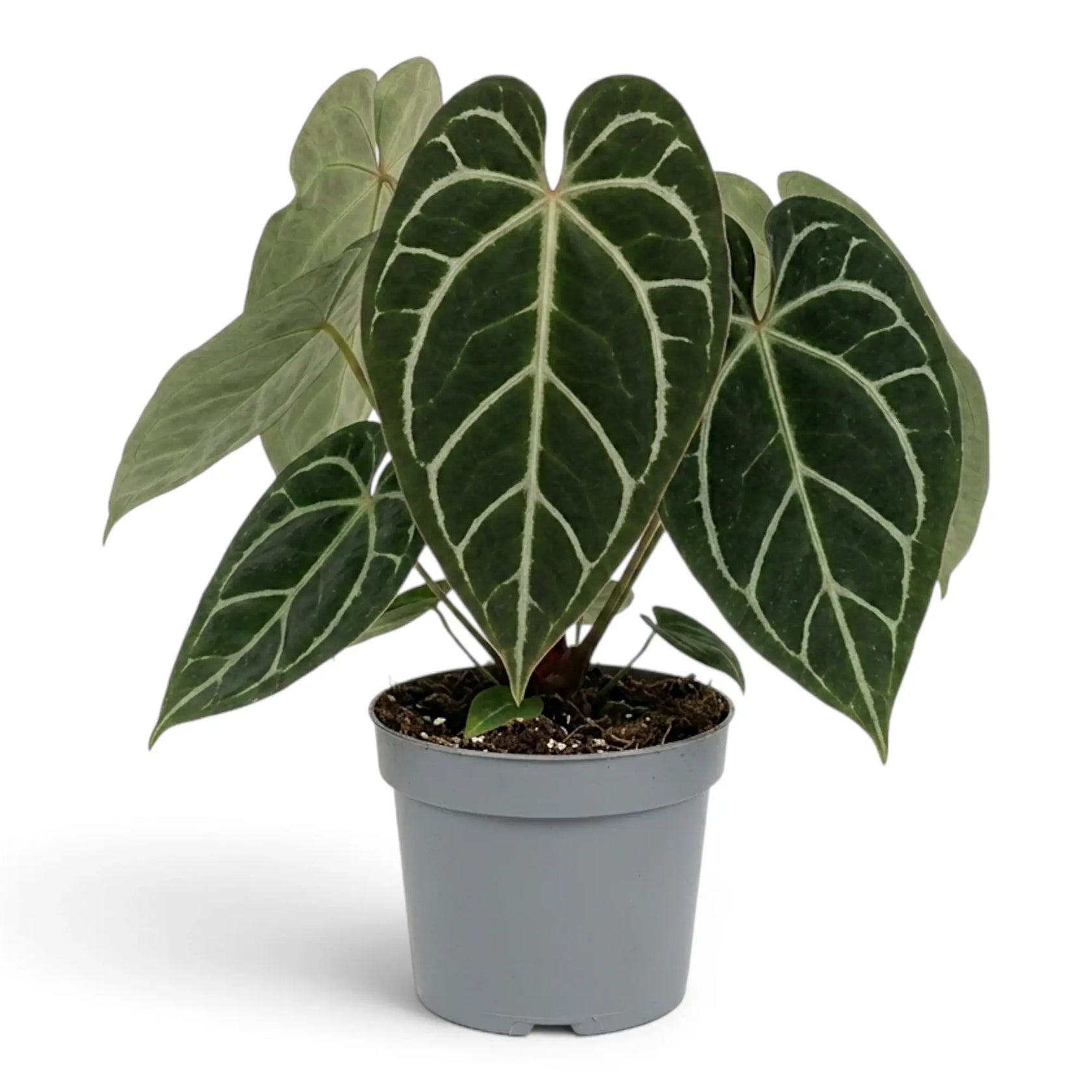 Front view of extra-large Anthurium crystallinum with broad velvet leaves in a grey pot