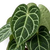Close-up of Anthurium crystallinum velvet leaves with bright silver veins