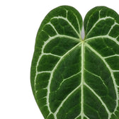 Close-up of two heart-shaped Anthurium crystallinum leaves with silver veins