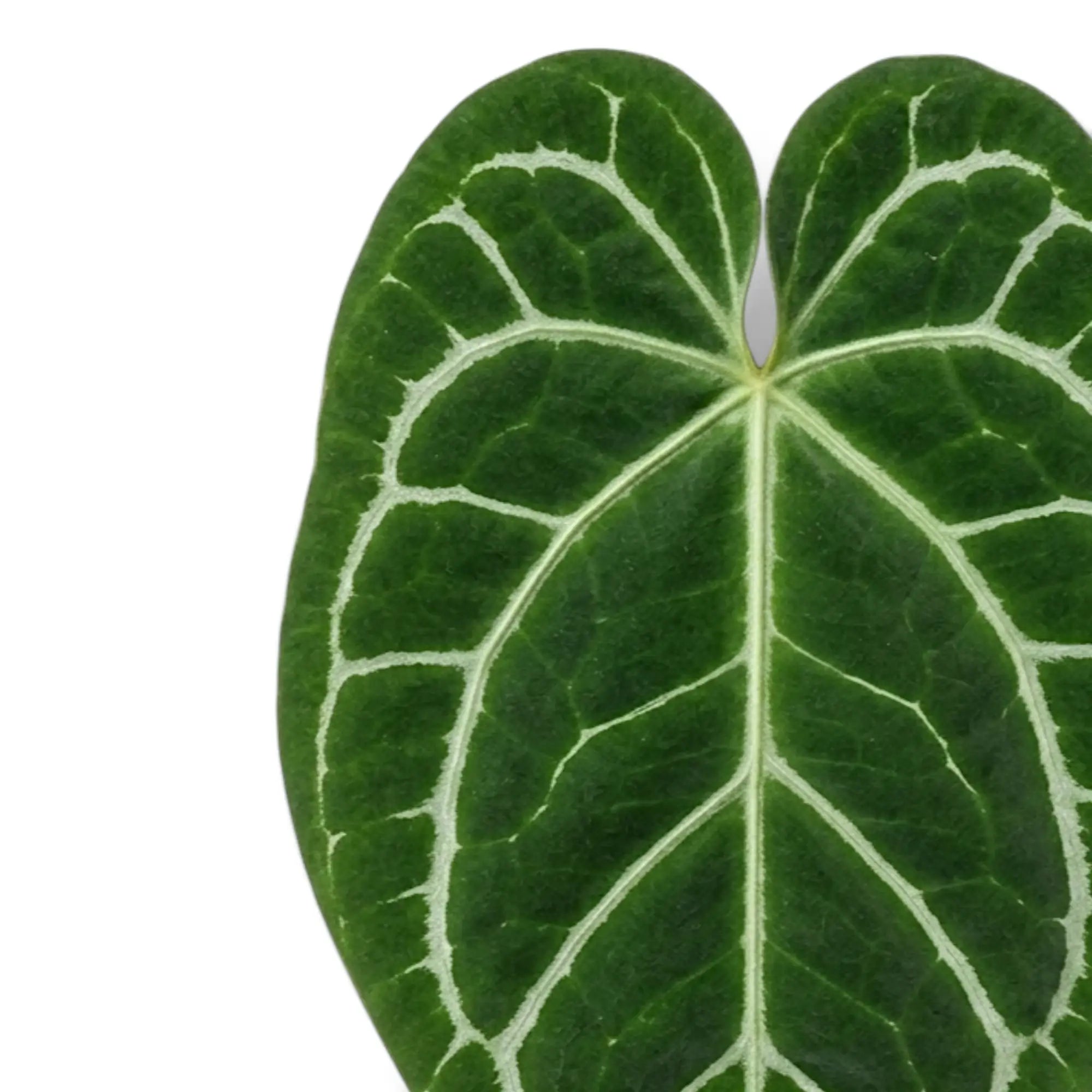 Close-up of two heart-shaped Anthurium crystallinum leaves with silver veins
